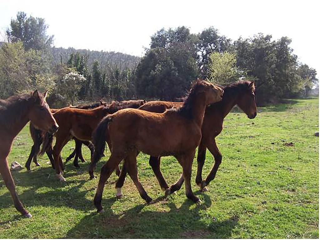 קבריליה Agriturismo Podere La Fornace מראה חיצוני תמונה